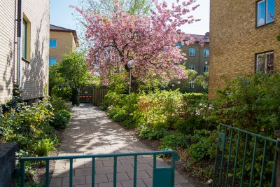 Blommande träd en vårdag hos Brf Ronnebygården.